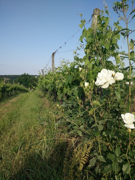 rang de vigne et rose blanche